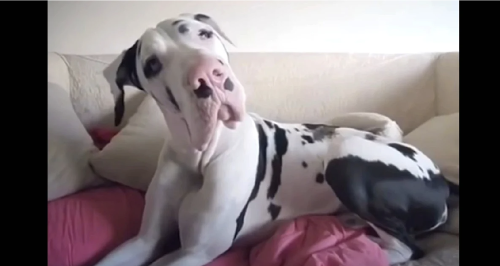 Mom Forgot To ‘Cuddle’ Her Great Dane In The Morning, So He Raised A Complaint