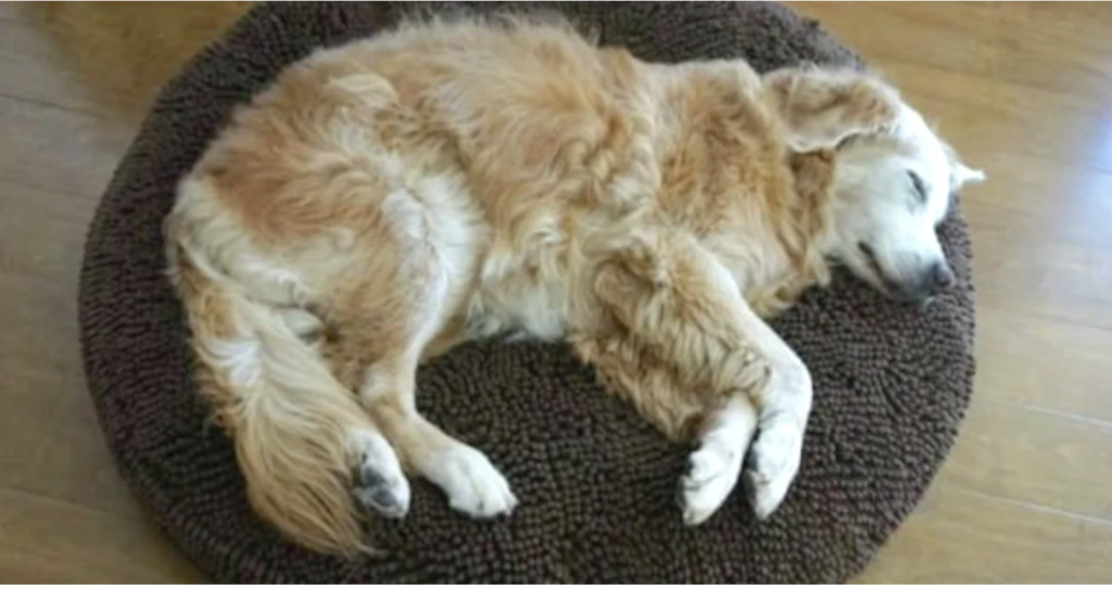 Strange Dog Plops Down In A Woman’s House With A Note On His Collar