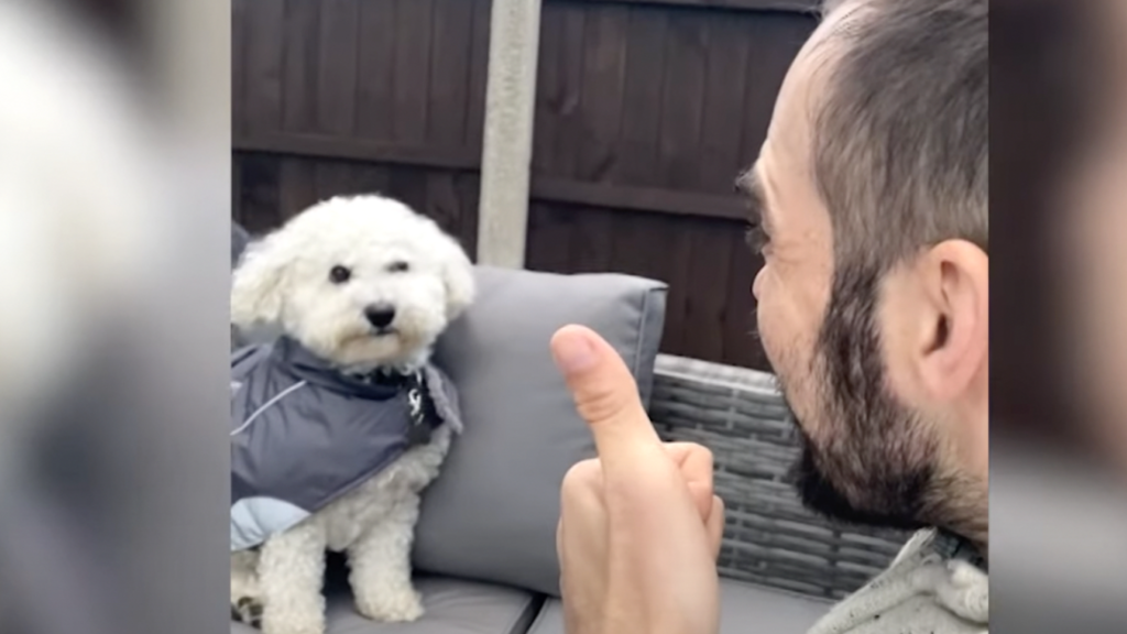 Buddy The Dog Knows His Cue And Smiles On Command