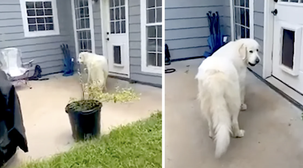 Mom Catches The Dog Trying To Sneak Friends Into The House In Her Mouth