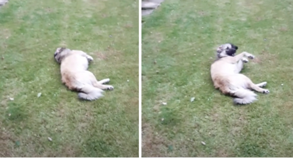 Dog’s Lying In The Yard When She Gets The Strange Feeling She’s Being Watched